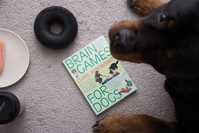  Brain Games For Dogs